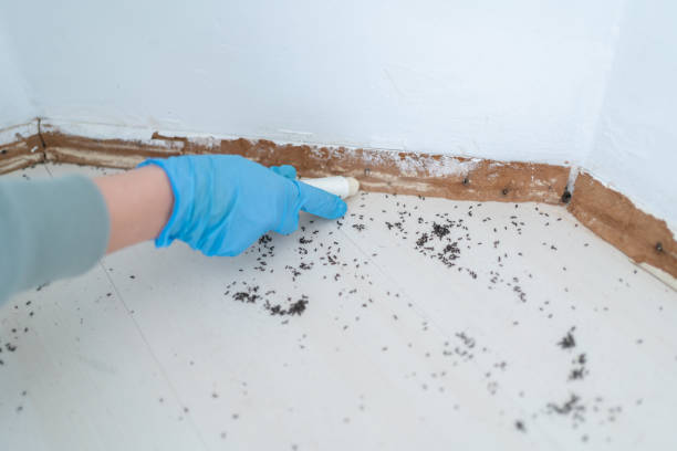 Best Termite Control Services  in Ledgewood, NJ